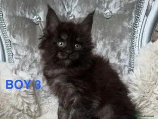 Maine Coon cats ONLY 2 LEFT SHOW QUALITY MAINE COON KITTENS - Advert 8