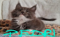Maine Coon cats for sale: Gorgeous Maine Coon Kittens-Champion Bloodlines - Image 8