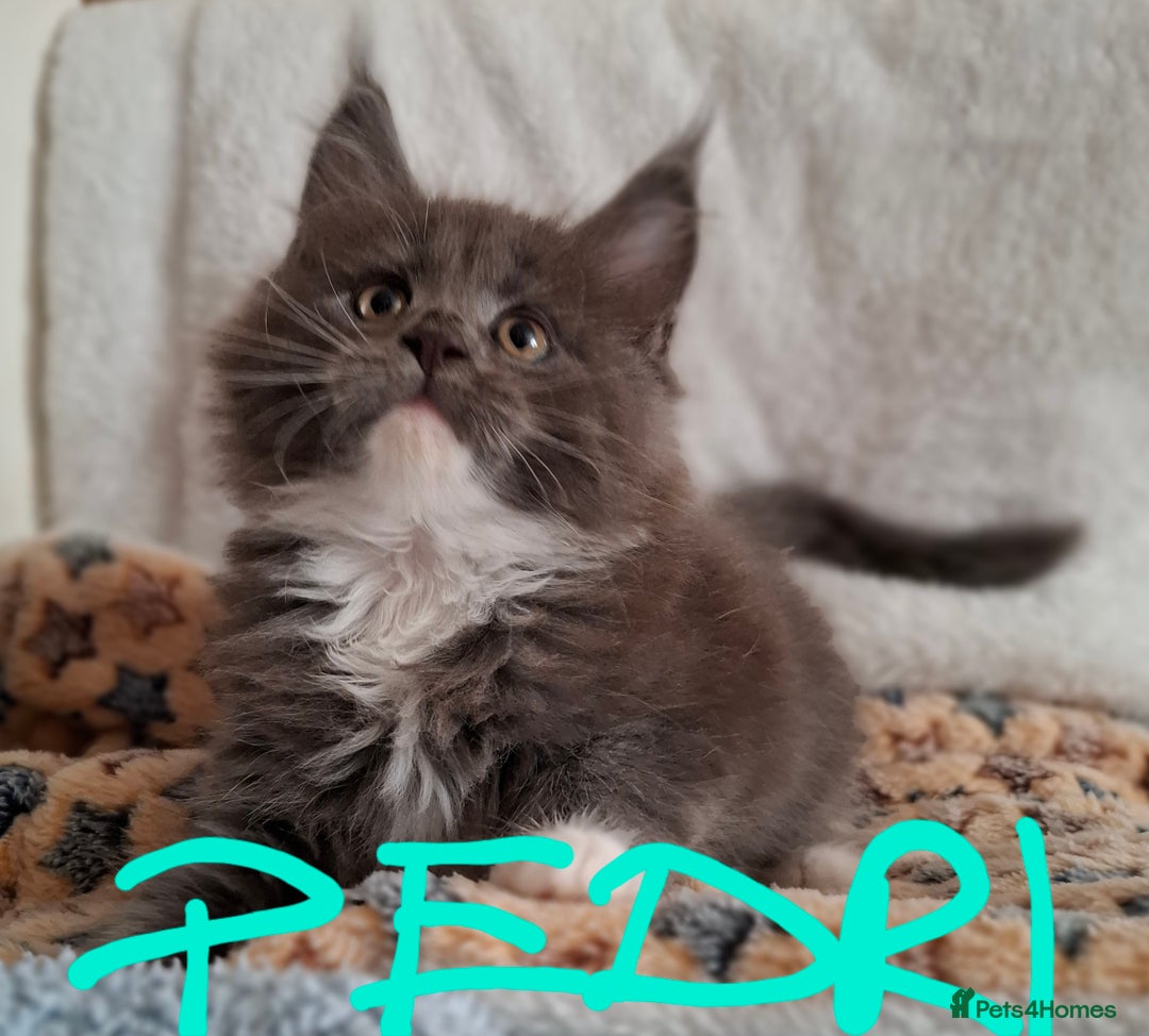 Maine Coon cats for sale: Gorgeous Maine Coon Kittens-Champion Bloodlines - Image 8