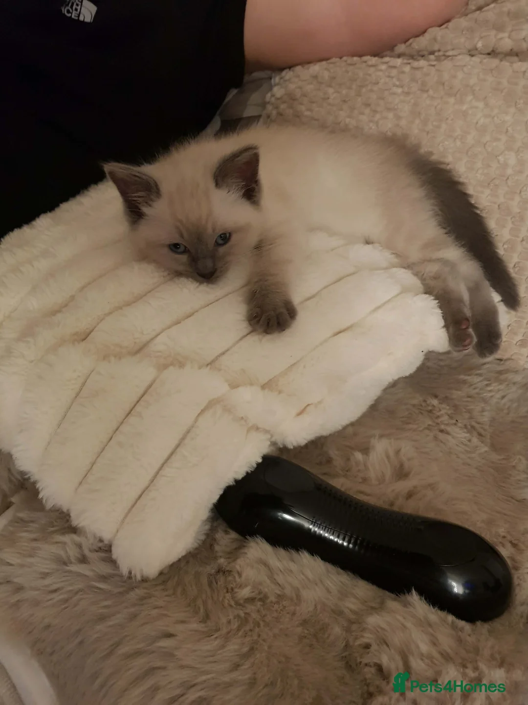 Ragdoll cats for sale: 3/4 ragdoll kittens ready now - Advert 1