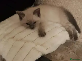 Ragdoll cats 3/4 ragdoll kittens ready now - Advert 10