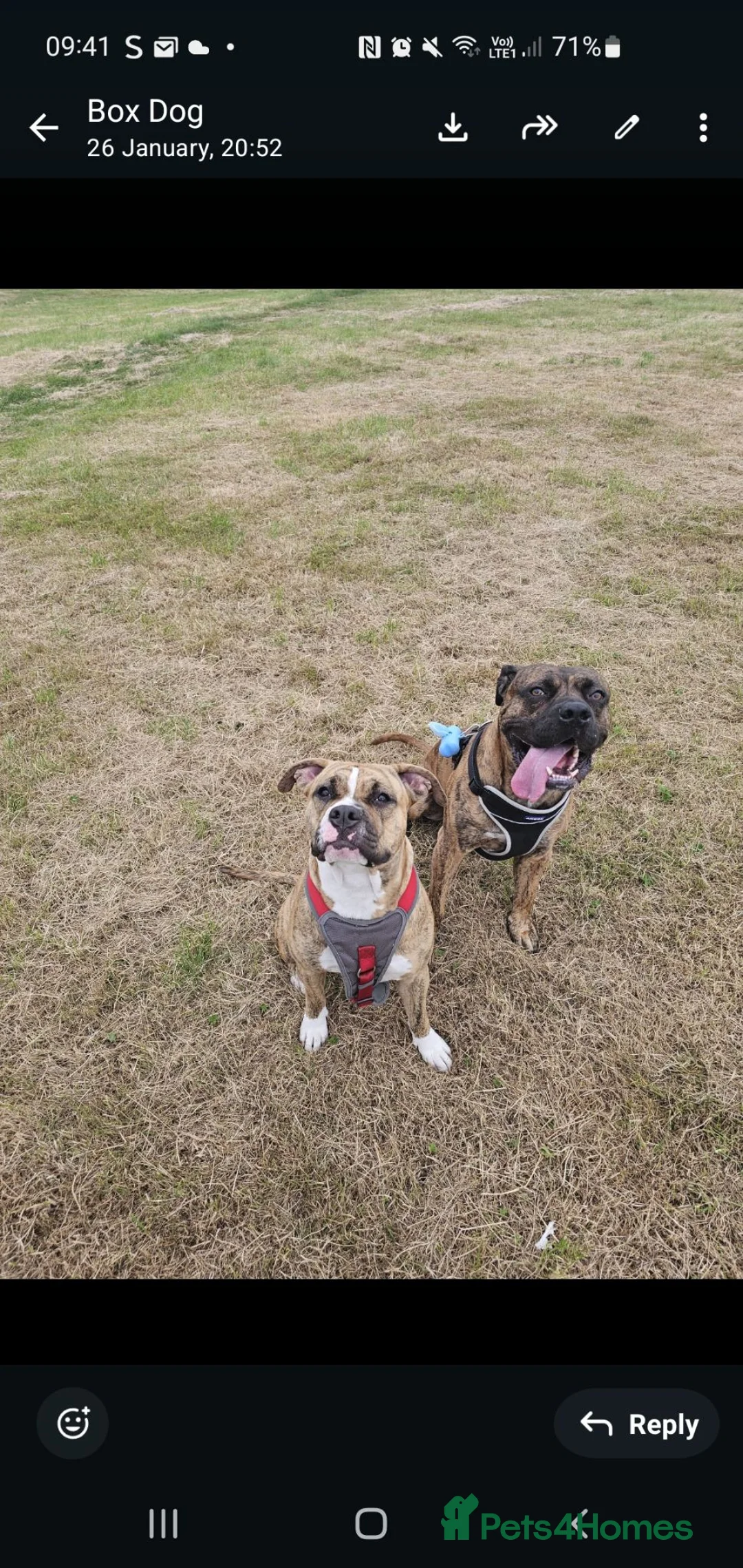 Mixed Breed dogs for sale: Sunny  - Advert 1