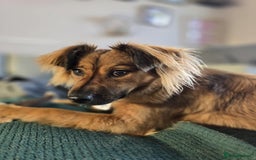 Mixed Breed dogs for adoption: Balto for adoption - Image 1