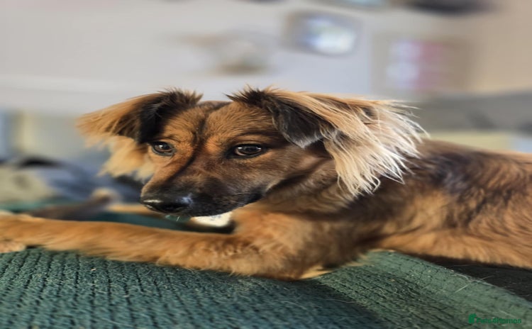 Mixed Breed dogs - Advert 2