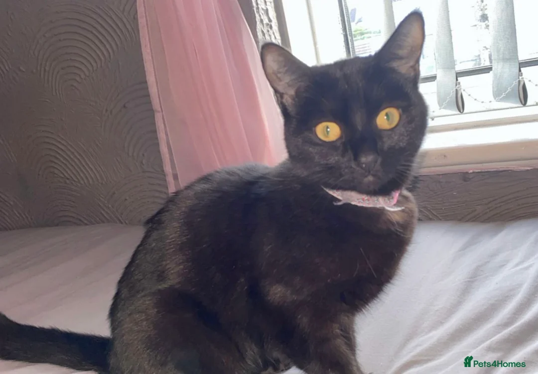 Mixed Breed cats for sale: 7 year old female cat  in Birmingham - Advert 2