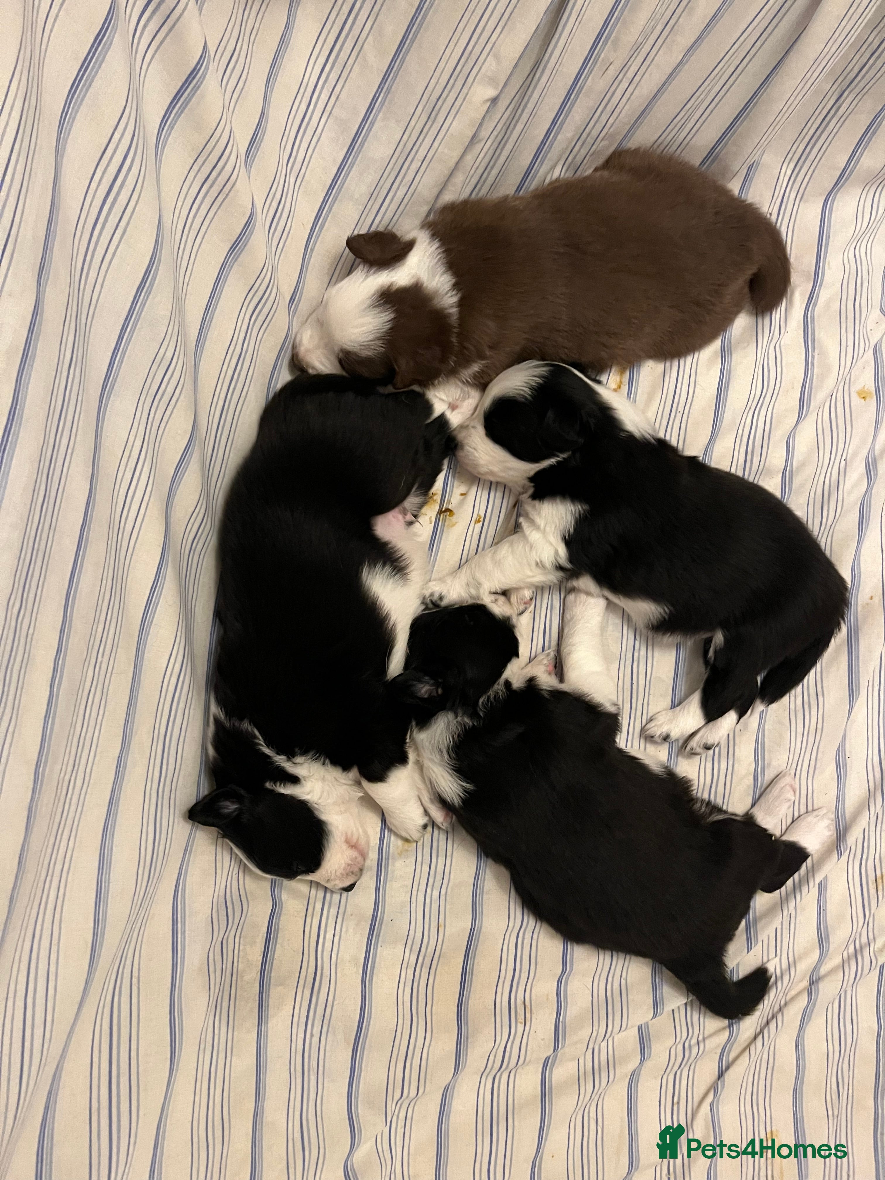 Border Collie dogs Cornmill Farm Border Collies  - Advert 1