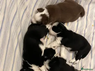 Border Collie dogs Cornmill Farm Border Collies - Advert 17