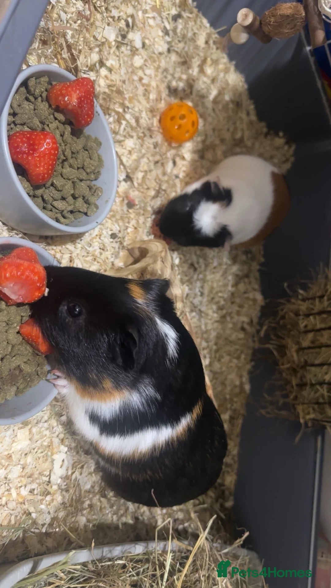 Guinea Pig rodents for sale: Adorable Guinea Pigs for Sale – Nibbles & Wiggles - Advert 3