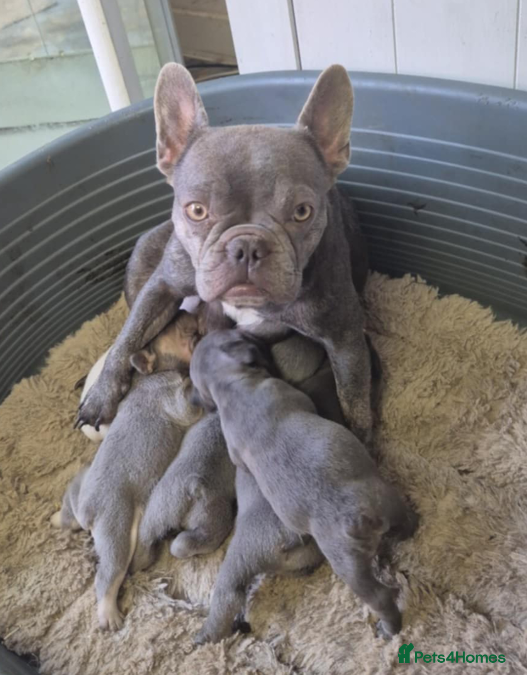 French Bulldog dogs for sale: French Bulldog Puppies  - Image 36