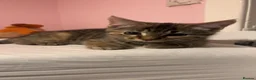 Mixed Breed cats for sale: Bengal cross kittens  - Advert 9