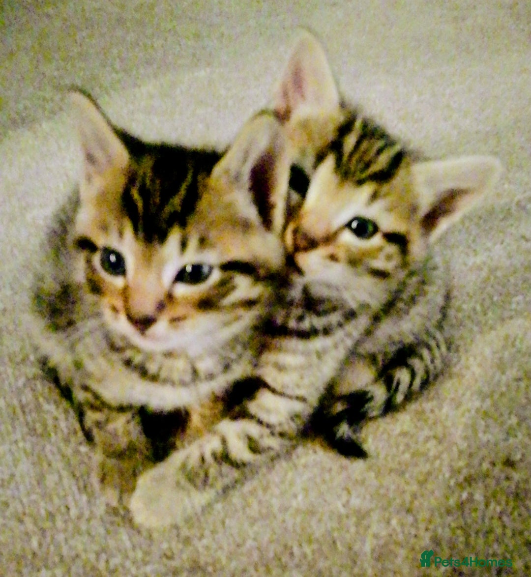 Bengal cats for sale: Mixed bengal litter  - Advert 7