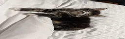 Mixed Breed cats for sale: BEAUTIFUL HOME REARED TABBY KITTENS ready 19/08/26 - Advert 24