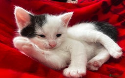 Domestic Shorthair cats for sale: 3 adorable kittens - Image 6