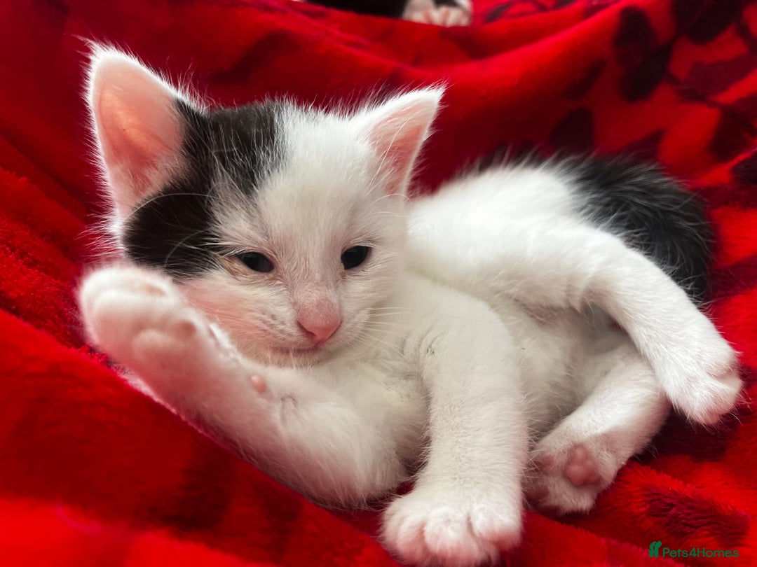 Domestic Shorthair cats for sale: 3 adorable kittens - Image 6