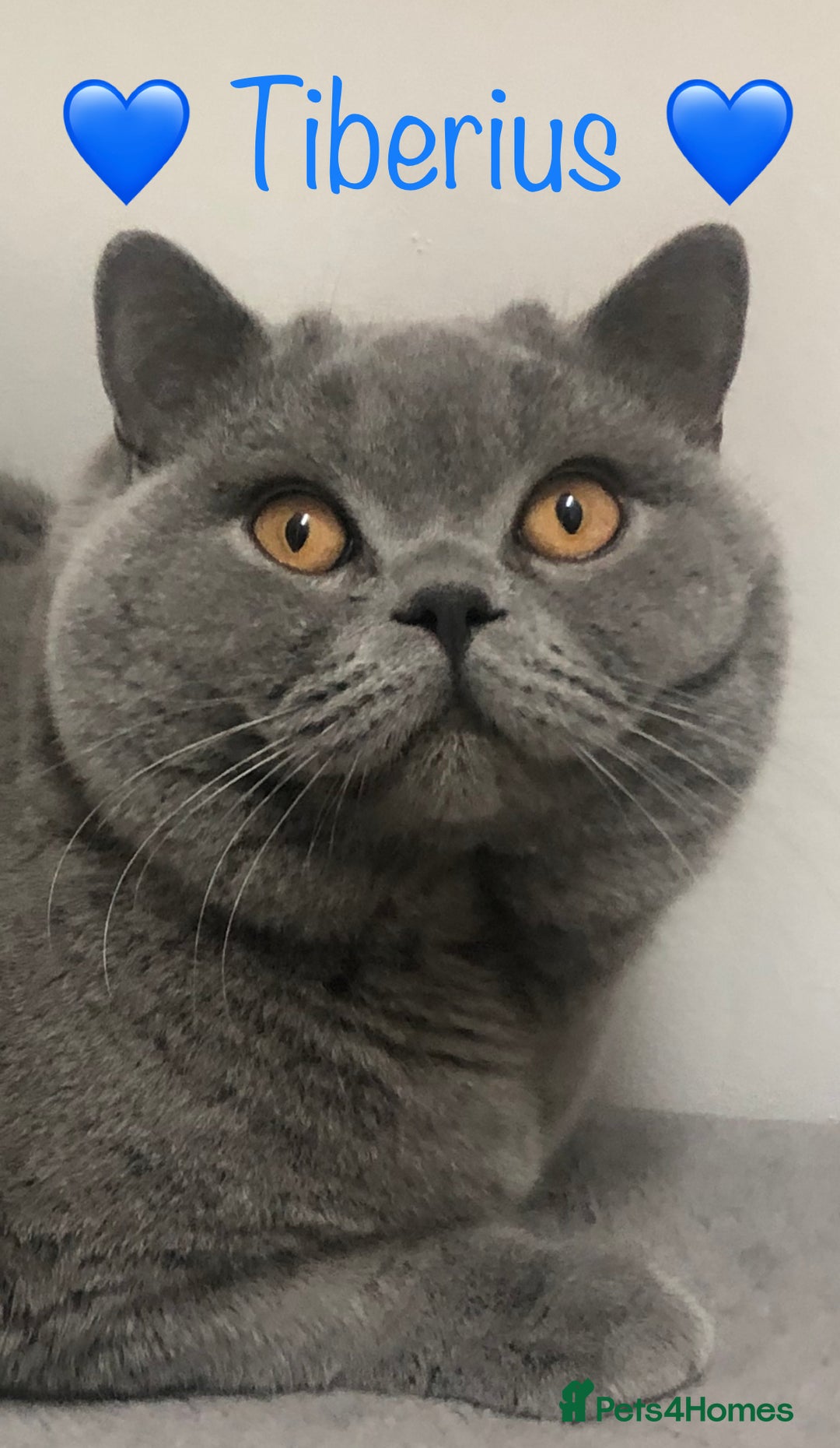 British Shorthair cats for sale: 💙GCCF MALE BSH KITTENS OUTSTANDING CHAMPION LINES - Image 16