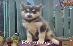 Pomsky dogs for sale: Stunning Pomsky Puppies Ready Now - Image 7