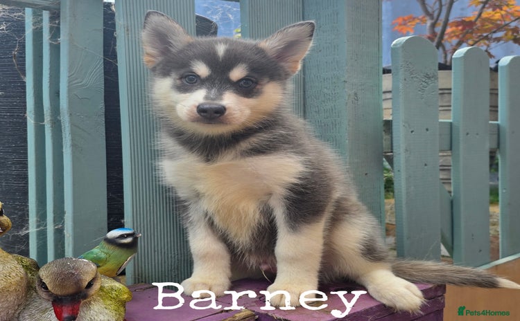 Pomsky dogs - Advert 2