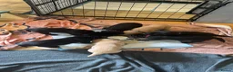 Labrador Retriever dogs for sale: 7 Labrador puppies available. 2 boys, 5 girls.  - Advert 32