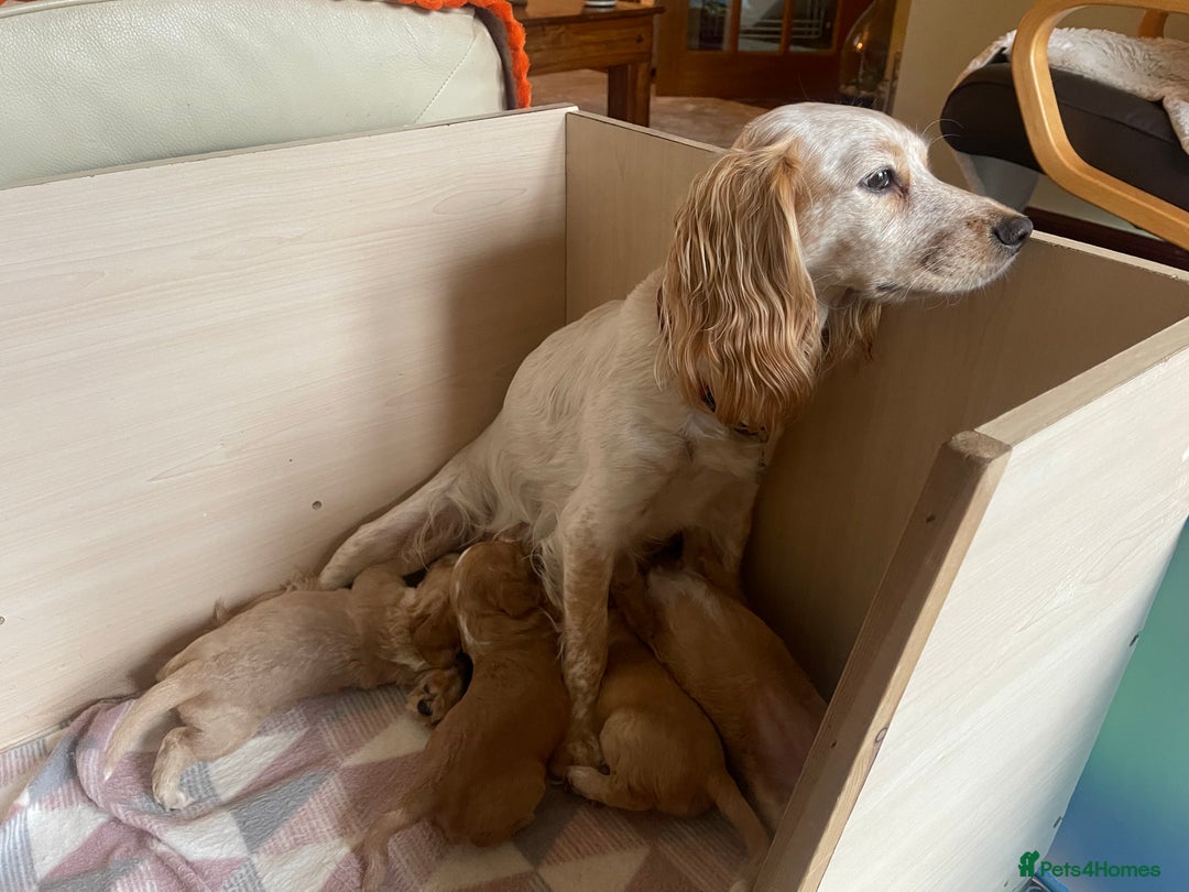 Cocker Spaniel dogs for sale: KC REGISTERED COCKER SPANIELS  - Image 17