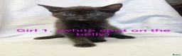Mixed Breed cats for sale: Ragdoll mix kittens looking for a new home!! in Leeds - Advert 3