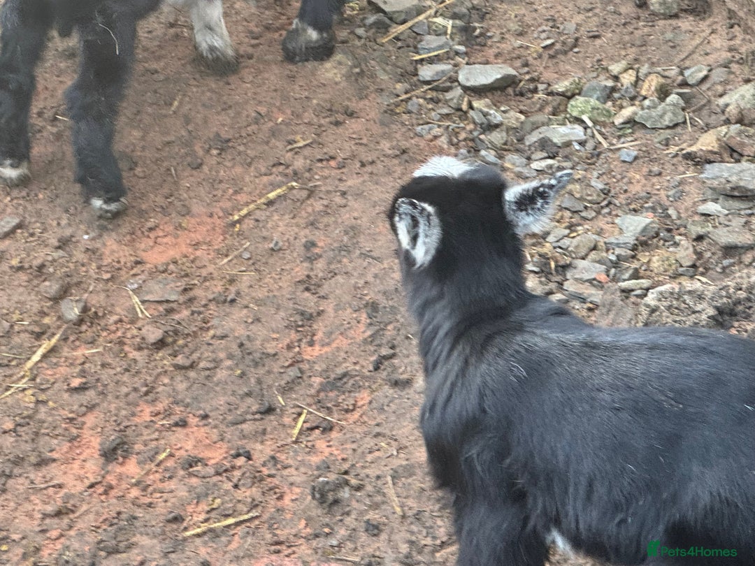 Goats livestock for sale: Pygmy goat wethering - Advert 4