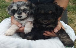 American Cocker Spaniel dogs for sale: SIX SNUGGLE MUFFINS AMERICAN COCKER, TOY POODLE - Image 11