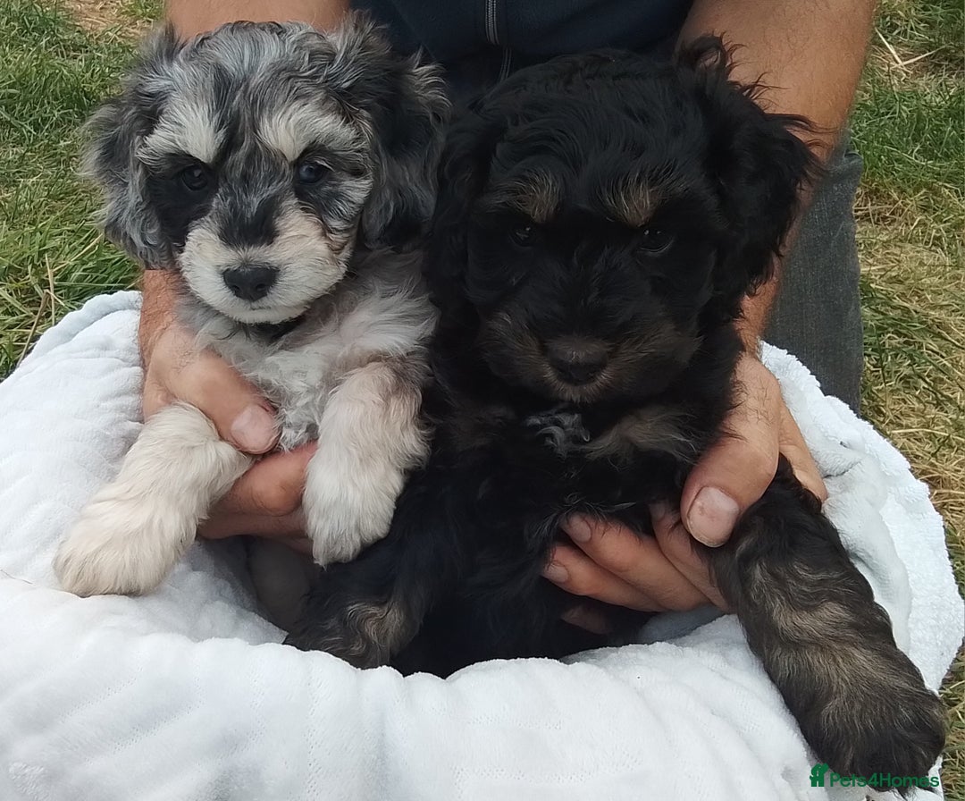 American Cocker Spaniel dogs for sale: SIX SNUGGLE MUFFINS AMERICAN COCKER, TOY POODLE - Image 11