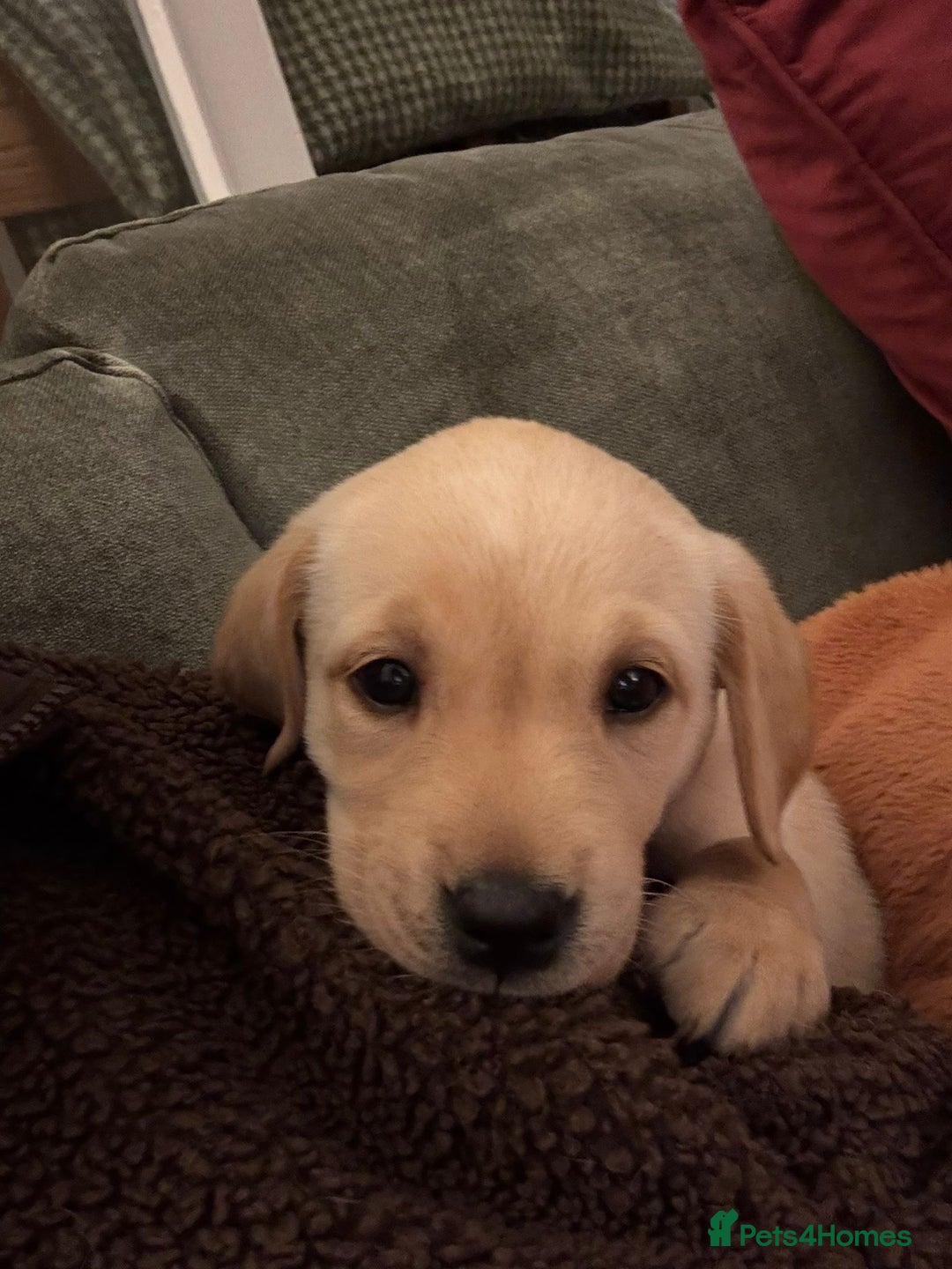 Labrador Retriever dogs for sale: Home bred working Labrador puppies - Image 37