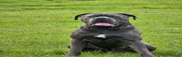 Cane Corso dogs for sale:  Male Cane Corso for experienced home in Dundee - Advert 6