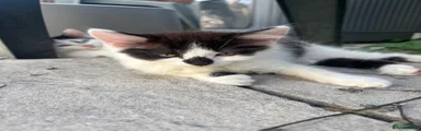 Smudge 