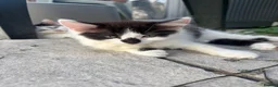 Turkish Angora cats for sale: 2 female 1 male Turkish angora kittens  - Advert 5