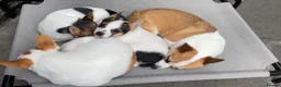 Mixed Breed dogs for sale: 3 Small Mixed breed puppies  in Manchester - Advert 14
