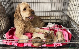 Goldendoodle dogs for sale: Golden doodle puppy’s for sale  - Advert 4