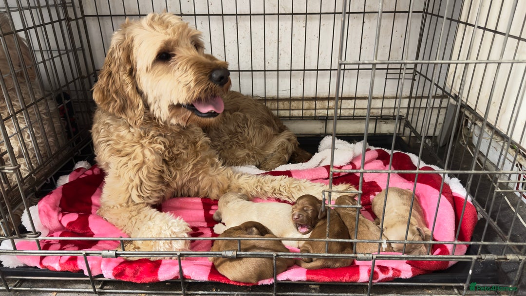 Goldendoodle dogs for sale: Golden doodle puppy’s for sale  - Advert 4