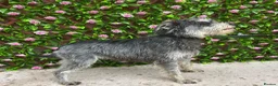 Miniature Schnauzer dogs for sale: Mini/Large SCHNAUZER FEMALE REHOME - Advert 1