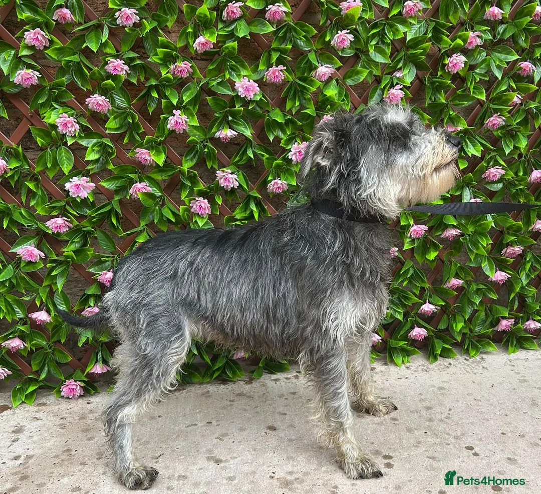 Miniature Schnauzer dogs for sale: Mini/Large SCHNAUZER FEMALE REHOME - Advert 1