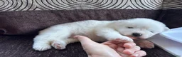 Samoyed dogs for sale: KC 5th gen. stunning Samoyeds in Beverley - Advert 7