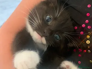 Norwegian Forest Cat cats Beautiful Norwegian forest kittens 🩵🩵 - Advert 3