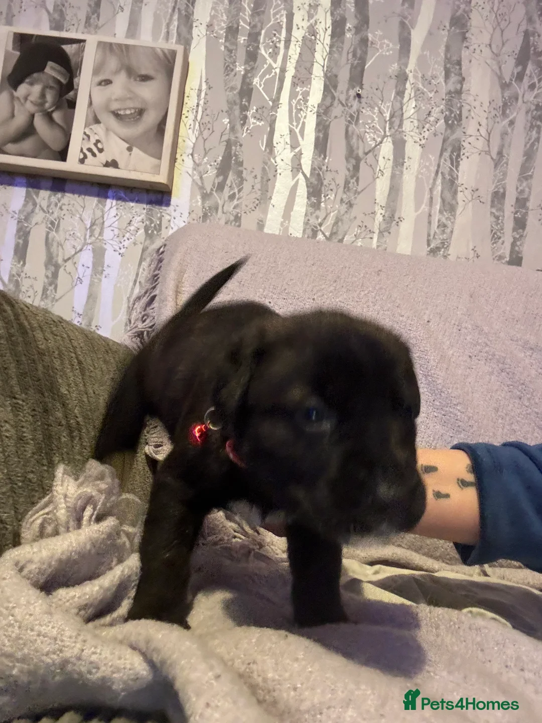 Mixed Breed dogs for sale: 10 beautiful puppies canecorso X huskyakita - Advert 9