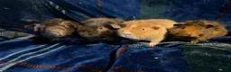 Guinea Pig rodents for sale: 4 boy piggy’s for sale  - Advert 1