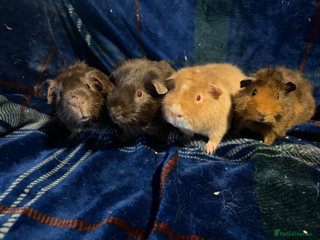 Guinea Pig rodents for sale: 4 boy piggy’s for sale  - Advert 1