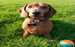 Dachshund dogs for stud: Beautiful Red Dachshund for Stud ONLY - Image 7
