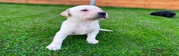 Labrador Retriever dogs for sale: KC Registered Labrador Babies 🐾🐾🐾 - Advert 9