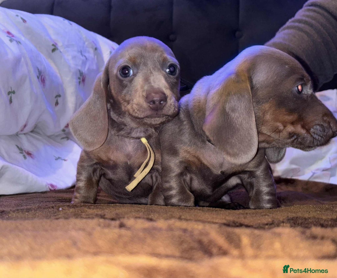 Miniature Dachshund dogs for sale: 2 mini dachshund - Advert 6