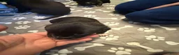 Mixed Breed dogs for sale: Staffordshire bull terrier x Lurcher puppies in Rugby - Advert 3