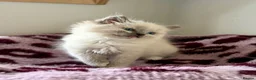 Ragdoll cats for sale: TICA registered cherubim and ragdoll kittens - Advert 6