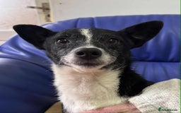Mixed Breed dogs for adoption: Ginnie and Freddie 🐾 bonded couple  - Image 5
