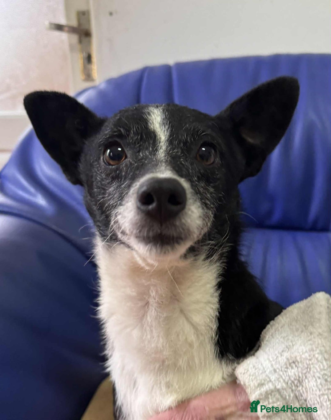Mixed Breed dogs for adoption: Ginnie and Freddie 🐾 bonded couple  - Image 5