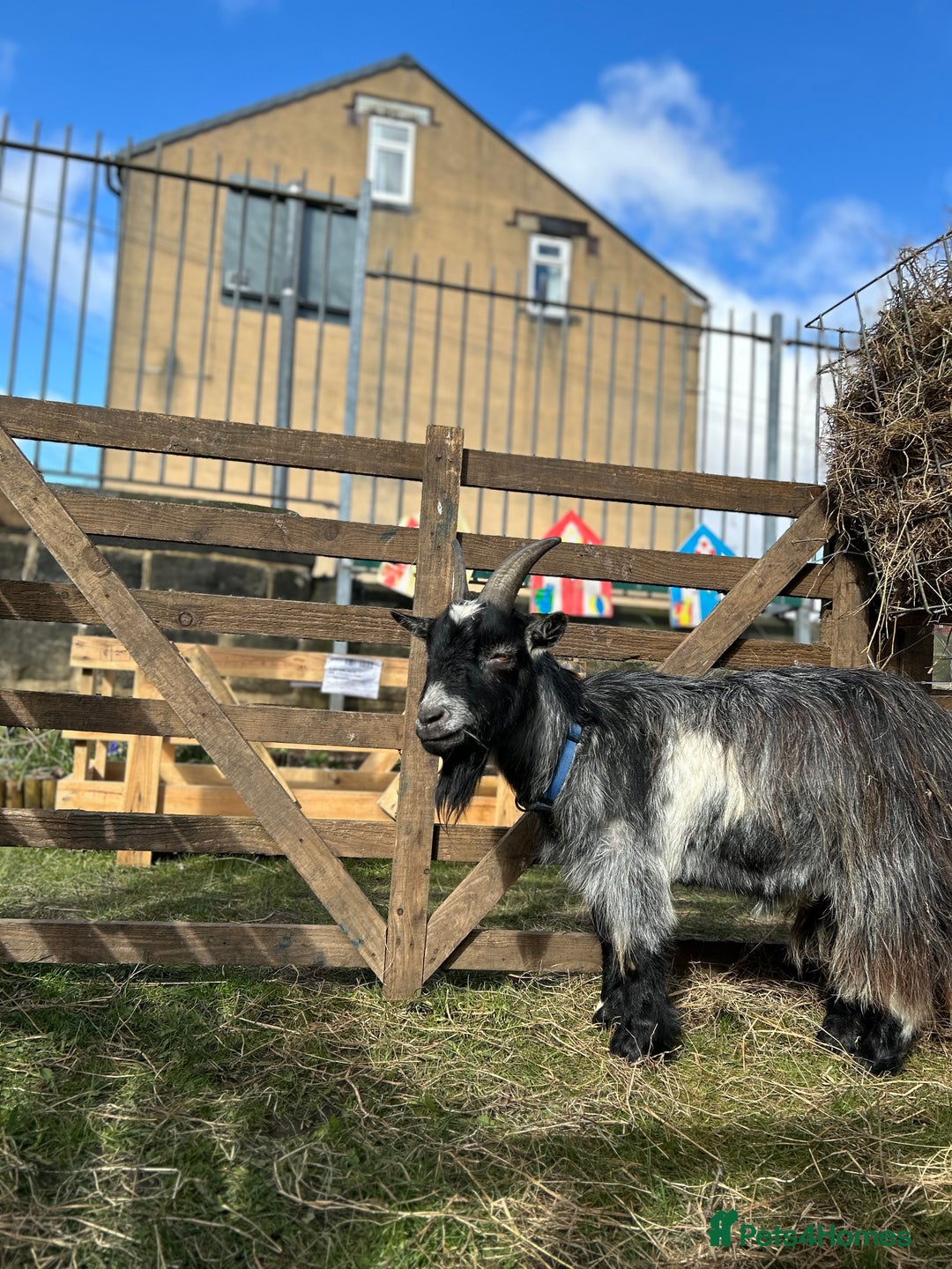 Goats livestock for sale: Pygmy goats  - Image 4