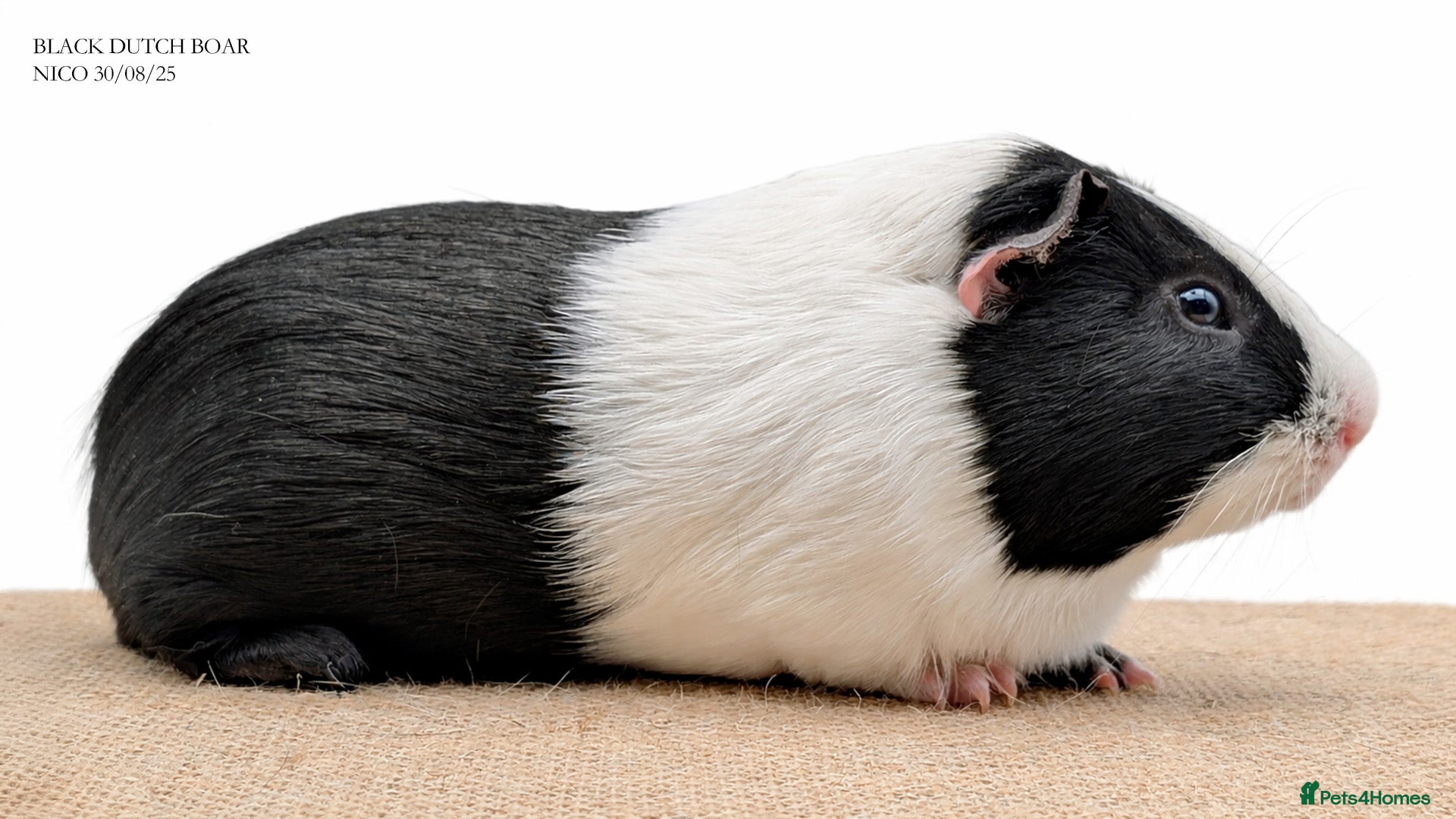 Guinea Pig rodents Dutch Guinea Pig - Advert 4